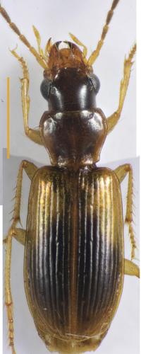 Réf. 352 630 : Anthracus quarnerensis
